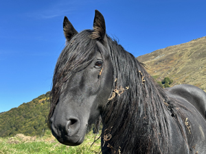 Mérens (stämmige Gebirgspferde) auf dem Col de la Core, Pyrenäen
