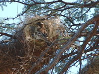 Unermüdlich werden Grashalme ins Nest eingewoben