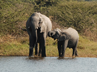 Elefantenmutter mit Jungem