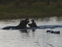 Hippos beim Streiten