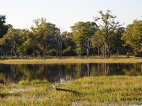 Im Okavangodelta