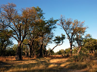 Unterwegs im Okavango Delta