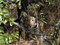 Scheuer Leopard
