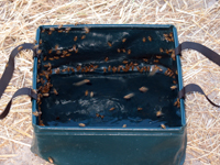 Besuch von einem Bienenschwarm