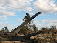 Pavian am Ufer des Chobe