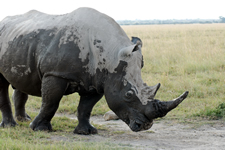 Rhino nach dem Schlammbad