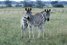 Zebra-Babys