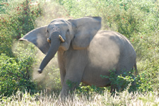 Junger Elefantenbulle