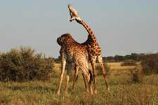Spielende Giraffen