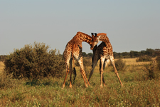 Spielende Giraffen