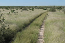 CDentral Kalahari