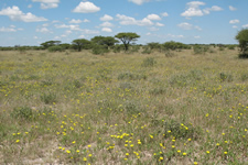 Die Kalahari blüht