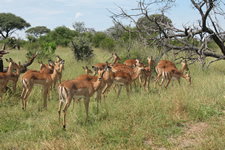 Impala-Herde