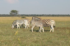 Zebra-Familie