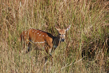 Schirr-Antilope