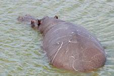 Hippo-Bulle