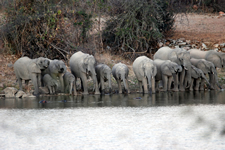 Durstige Elefanten