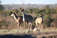 Kudu-Weibchen