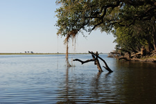 Am Ufer des Chobe Rivers