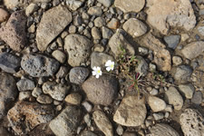Blumen in der Steinwüste