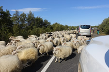 Die Schafe werden zu den Pferchen getrieben