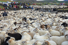 Die Schafe werden in die Verteilpferche getrieben