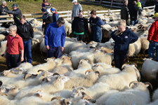 Die Schafe werden in die Verteilpferche getrieben