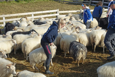 Schafe aussortieren