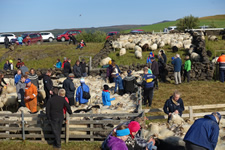 Schafe aussortieren