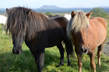 Island-Pferde
