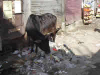 Müllbeseitigung in Indien