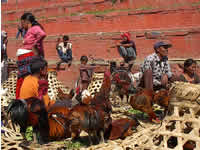 Auf dem Geflügelmarkt in Kathmandu