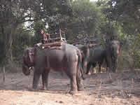 Die Elefanten warten auf die Touristen