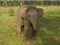 Neugieriges Elefantenbaby im "Elephant Breeding Center"