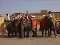 Elefanten warten auf Kunden vor dem Palast in Amber