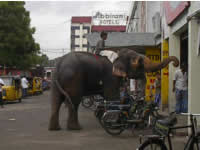 Elefant auf Shopping-Tour
