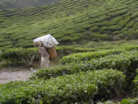 Teeplantage in den Cameron Highlands