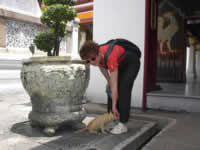 Verkehr auf Hansli findet vor allem die Tempelkatzen spannend