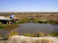 Artesische Quellen in der Wüste: Mound Springs