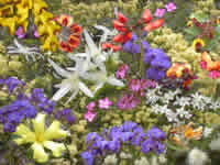 Eine Collage mit einigen der Blumen, welche im Shannon Nationalpark wachsen