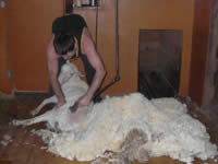 Ein Schafscherer an der Arbeit