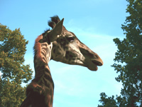 Giraffen im Basler Zoo