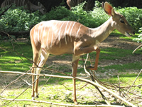 Antilope im Basler Zoo