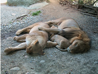 Löwenfamilie im Basler Zoo