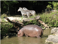 Hippo und Zebras im Basler Zoo