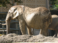 Elefant im Basler Zoo