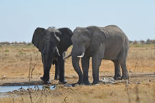 Zwei junge Elefantenbullen