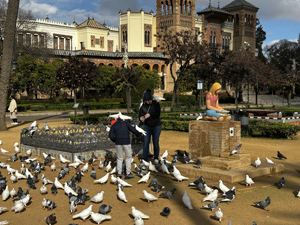Tauben im Parque de María Luisa