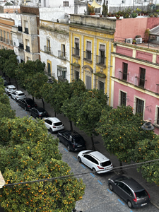 Orangenbäume säumen viele Strassen in der Provin Cádiz