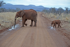 Elefanten mit Baby